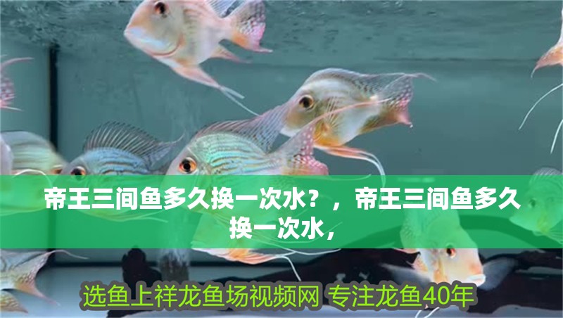 帝王三間魚(yú)多久換一次水？，帝王三間魚(yú)多久換一次水，