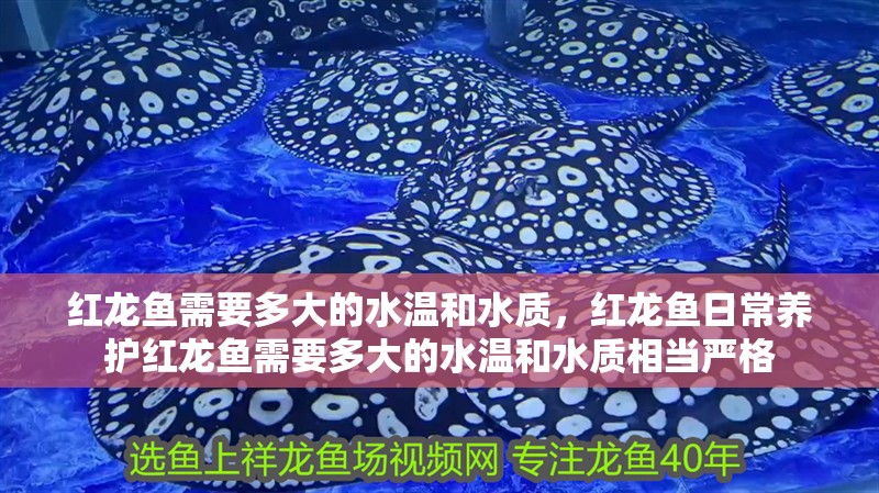 紅龍魚(yú)需要多大的水溫和水質(zhì)，紅龍魚(yú)日常養(yǎng)護(hù)紅龍魚(yú)需要多大的水溫和水質(zhì)相當(dāng)嚴(yán)格