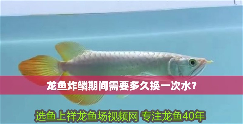 龍魚炸鱗期間需要多久換一次水？