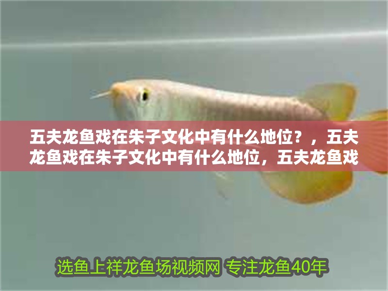 五夫龍魚戲在朱子文化中有什么地位？，五夫龍魚戲在朱子文化中有什么地位，五夫龍魚戲在現代如何傳承