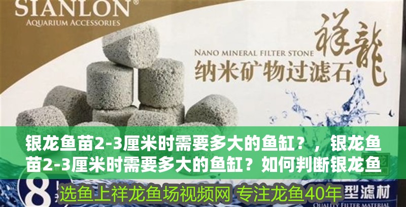 銀龍魚苗2-3厘米時需要多大的魚缸？，銀龍魚苗2-3厘米時需要多大的魚缸？如何判斷銀龍魚苗的健康狀況？