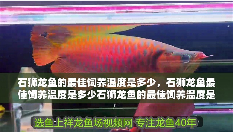 石獅龍魚的最佳飼養溫度是多少，石獅龍魚最佳飼養溫度是多少石獅龍魚的最佳飼養溫度是多少