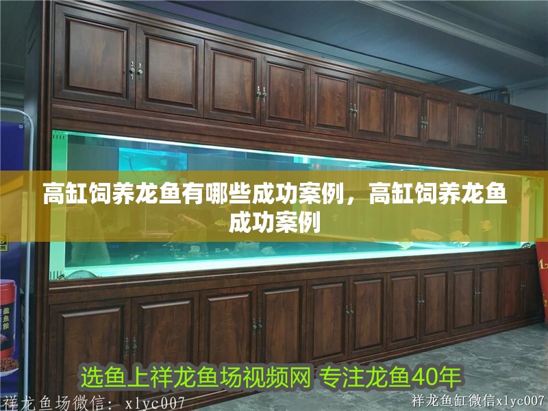 高缸飼養龍魚有哪些成功案例，高缸飼養龍魚成功案例