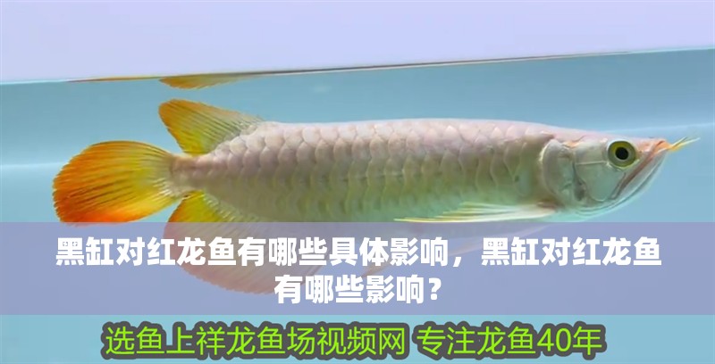 黑缸對紅龍魚有哪些具體影響，黑缸對紅龍魚有哪些影響？