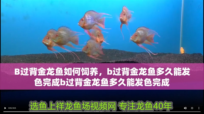 B過背金龍魚如何飼養，b過背金龍魚多久能發色完成b過背金龍魚多久能發色完成