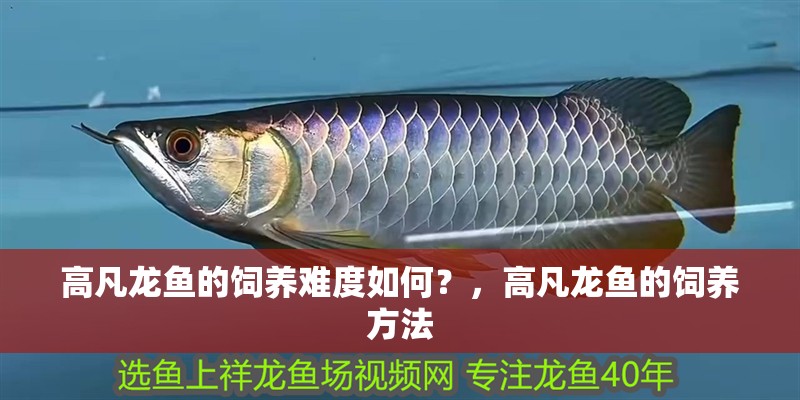 高凡龍魚(yú)的飼養(yǎng)難度如何？，高凡龍魚(yú)的飼養(yǎng)方法