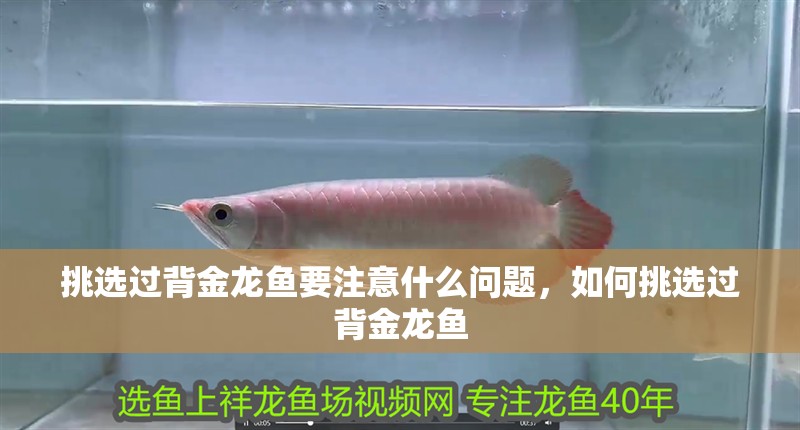 挑選過背金龍魚要注意什么問題，如何挑選過背金龍魚