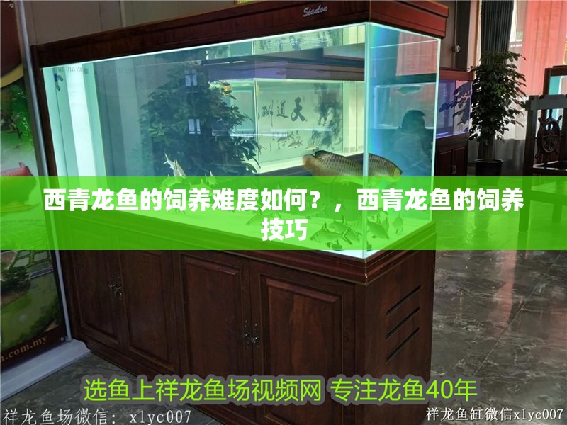 西青龍魚的飼養難度如何？，西青龍魚的飼養技巧