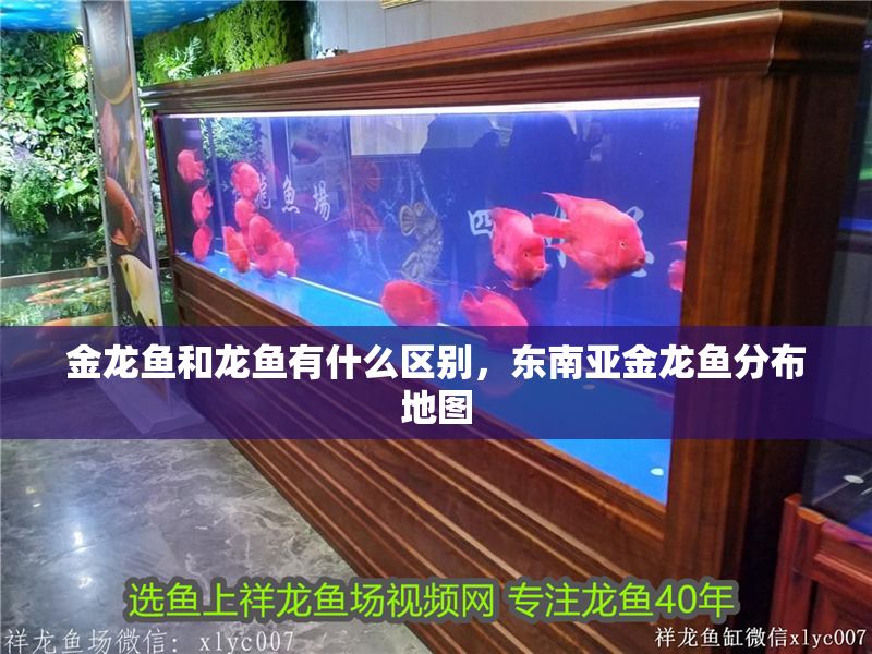 金龍魚和龍魚有什么區別，東南亞金龍魚分布地圖