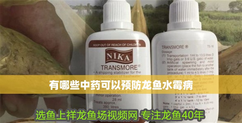 有哪些中藥可以預防龍魚水霉病