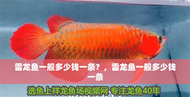雷龍魚一般多少錢一條？，雷龍魚一般多少錢一條