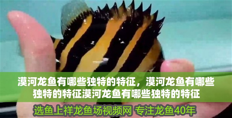 漠河龍魚有哪些獨特的特征，漠河龍魚有哪些獨特的特征漠河龍魚有哪些獨特的特征
