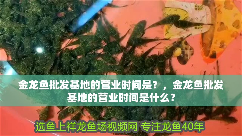 金龍魚批發(fā)基地的營業(yè)時間是？，金龍魚批發(fā)基地的營業(yè)時間是什么？