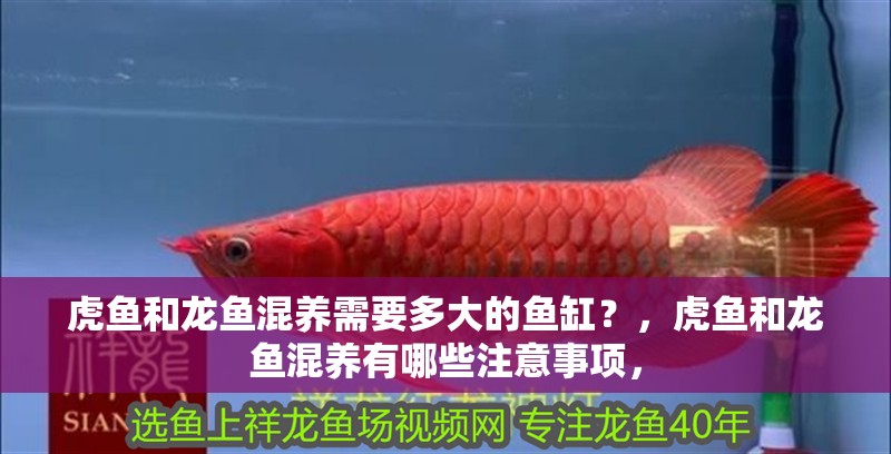 虎魚和龍魚混養(yǎng)需要多大的魚缸？，虎魚和龍魚混養(yǎng)有哪些注意事項，