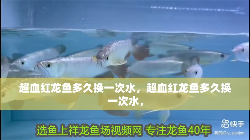 超血紅龍魚多久換一次水，超血紅龍魚多久換一次水，