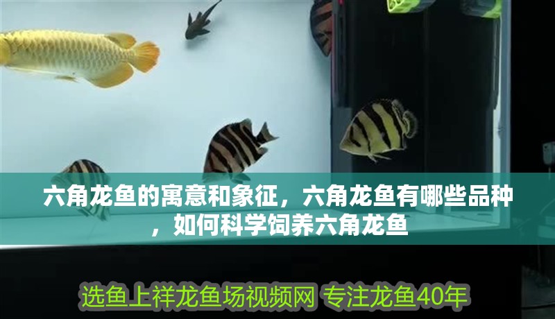 六角龍魚的寓意和象征，六角龍魚有哪些品種，如何科學(xué)飼養(yǎng)六角龍魚
