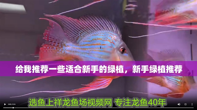 深海龍魚的發(fā)光原理是什么，深海龍魚的發(fā)光原理