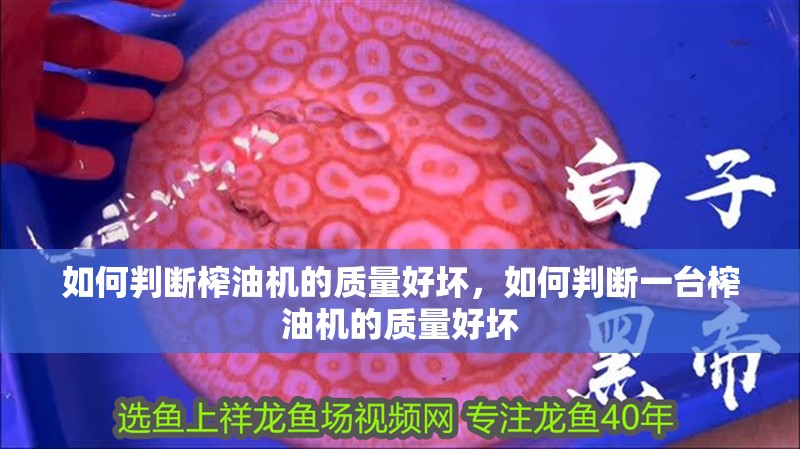 如何判斷榨油機的質量好壞，如何判斷一臺榨油機的質量好壞