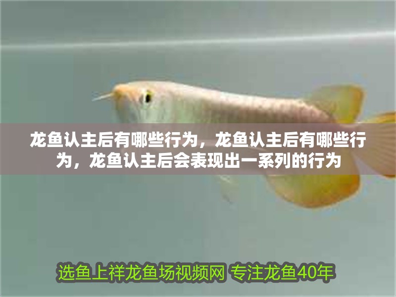 龍魚(yú)認(rèn)主后有哪些行為，龍魚(yú)認(rèn)主后有哪些行為，龍魚(yú)認(rèn)主后會(huì)表現(xiàn)出一系列的行為