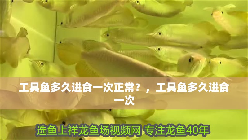 工具魚多久進食一次正常？，工具魚多久進食一次