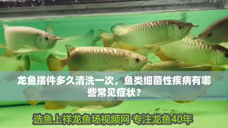 龍魚擺件多久清洗一次，魚類細菌性疾病有哪些常見癥狀？
