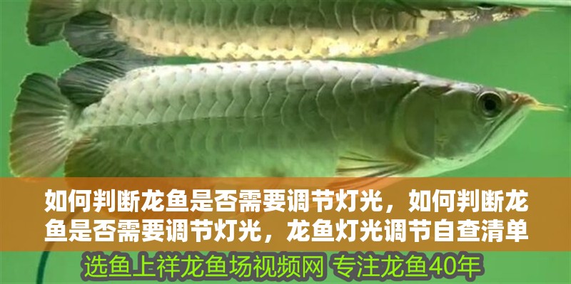 如何判斷龍魚是否需要調節燈光，如何判斷龍魚是否需要調節燈光，龍魚燈光調節自查清單