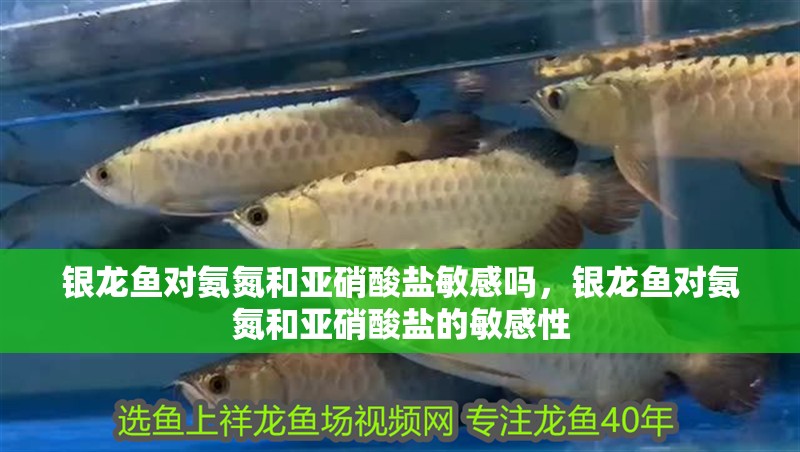 銀龍魚對氨氮和亞硝酸鹽敏感嗎，銀龍魚對氨氮和亞硝酸鹽的敏感性