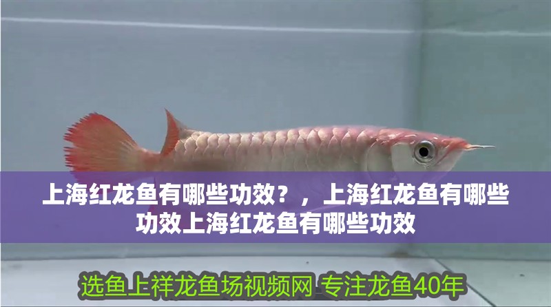 上海紅龍魚(yú)有哪些功效？，上海紅龍魚(yú)有哪些功效上海紅龍魚(yú)有哪些功效