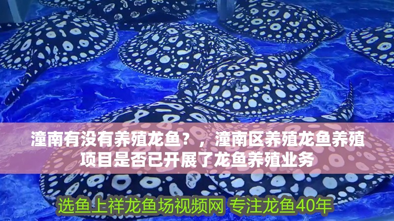 潼南有沒有養殖龍魚？，潼南區養殖龍魚養殖項目是否已開展了龍魚養殖業務