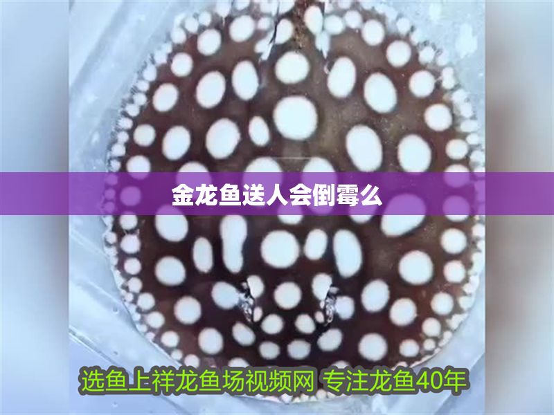 金龍魚送人會倒霉么