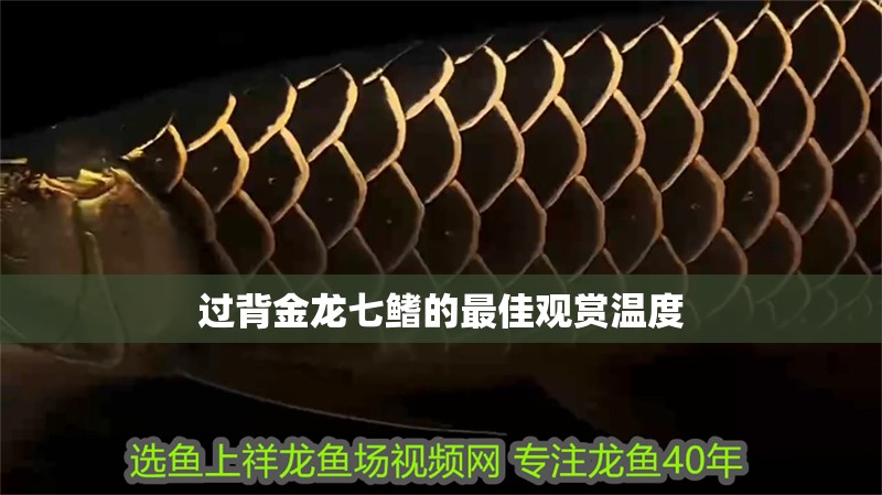 過背金龍七鰭的最佳觀賞溫度
