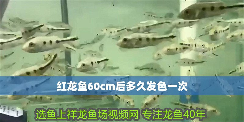 紅龍魚60cm后多久發色一次