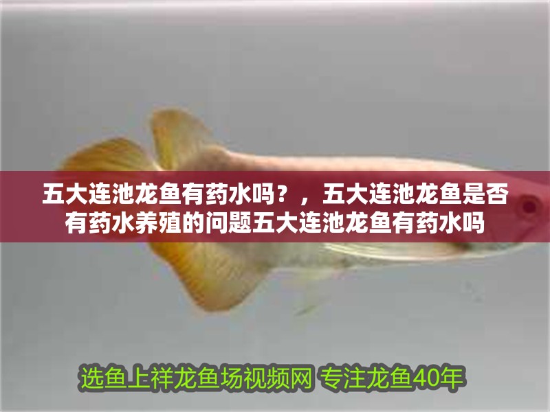 五大連池龍魚有藥水嗎？，五大連池龍魚是否有藥水養(yǎng)殖的問題五大連池龍魚有藥水嗎