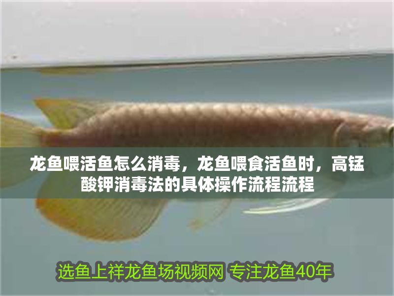 龍魚喂活魚怎么消毒，龍魚喂食活魚時，高錳酸鉀消毒法的具體操作流程流程