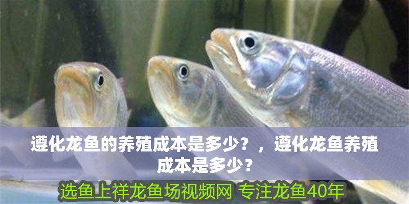 遵化龍魚(yú)的養(yǎng)殖成本是多少？，遵化龍魚(yú)養(yǎng)殖成本是多少？