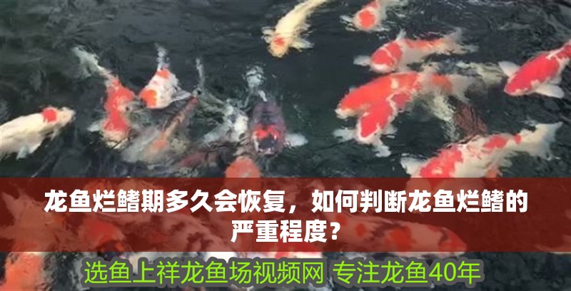 龍魚爛鰭期多久會恢復，如何判斷龍魚爛鰭的嚴重程度？