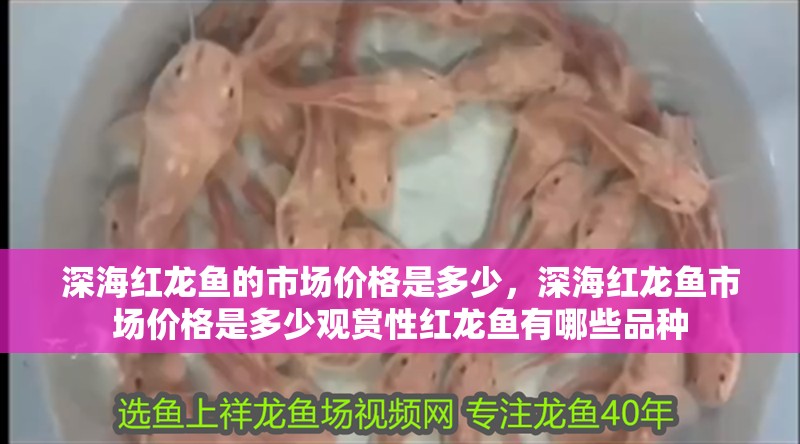 深海紅龍魚的市場價格是多少，深海紅龍魚市場價格是多少觀賞性紅龍魚有哪些品種