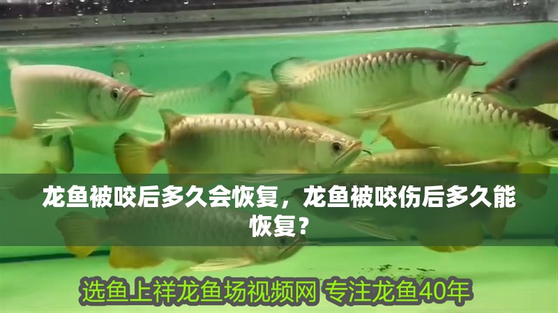 龍魚被咬后多久會恢復，龍魚被咬傷后多久能恢復？