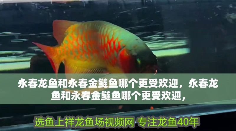 永春龍魚和永春金鰱魚哪個更受歡迎，永春龍魚和永春金鰱魚哪個更受歡迎，