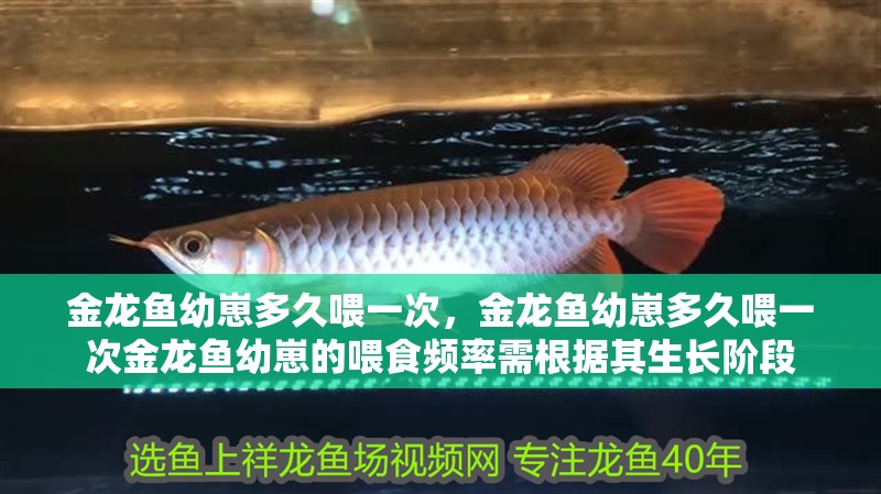金龍魚幼崽多久喂一次，金龍魚幼崽多久喂一次金龍魚幼崽的喂食頻率需根據其生長階段