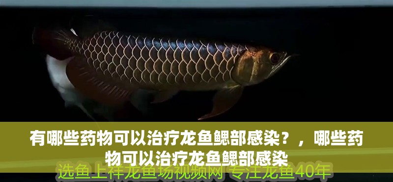 有哪些藥物可以治療龍魚鰓部感染？，哪些藥物可以治療龍魚鰓部感染
