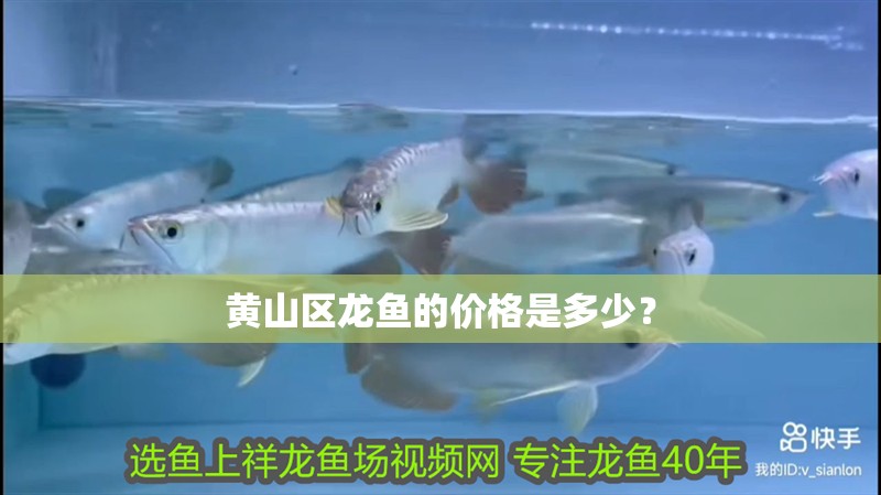 黃山區龍魚的價格是多少？