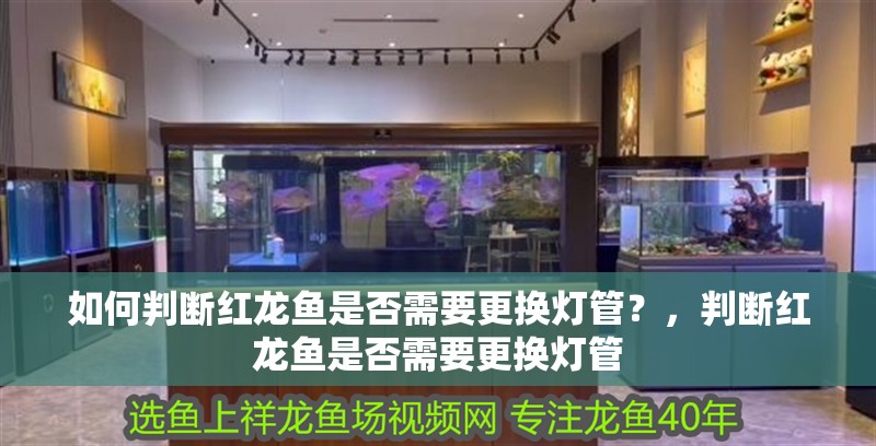如何判斷紅龍魚是否需要更換燈管？，判斷紅龍魚是否需要更換燈管