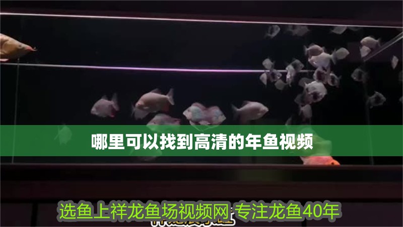 哪里可以找到高清的年魚(yú)視頻