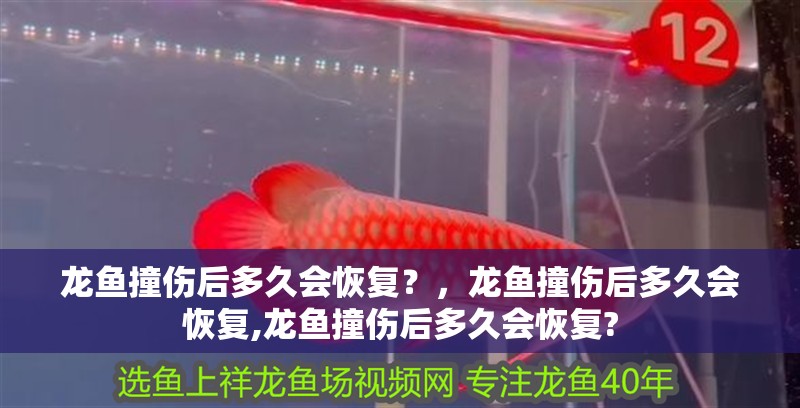 龍魚撞傷后多久會(huì)恢復(fù)？，龍魚撞傷后多久會(huì)恢復(fù),龍魚撞傷后多久會(huì)恢復(fù)?