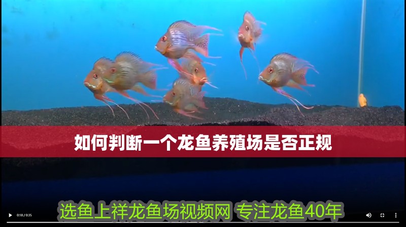 如何判斷一個龍魚養殖場是否正規