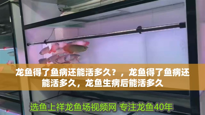 龍魚得了魚病還能活多久？，龍魚得了魚病還能活多久，龍魚生病后能活多久