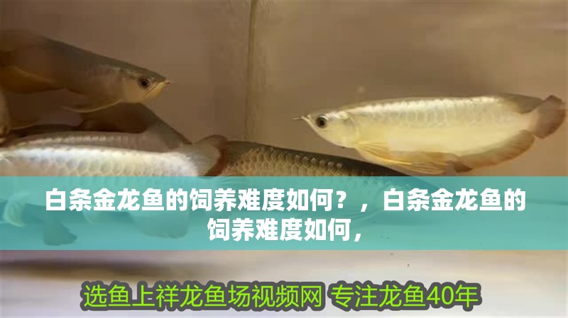 白條金龍魚的飼養難度如何？，白條金龍魚的飼養難度如何，