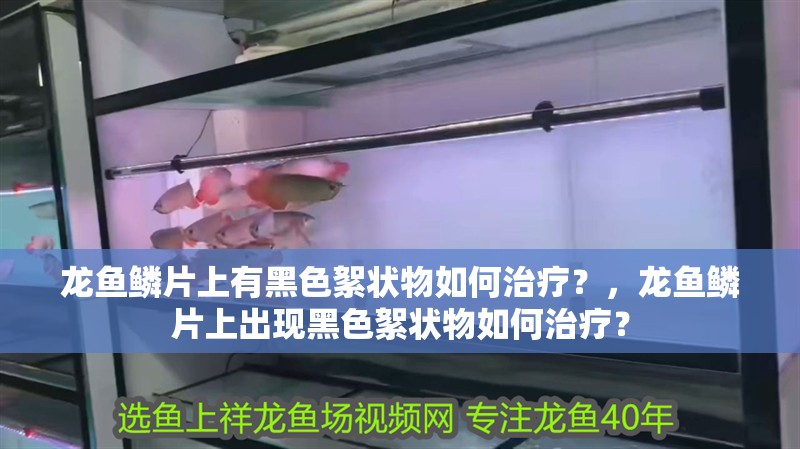 龍魚鱗片上有黑色絮狀物如何治療？，龍魚鱗片上出現黑色絮狀物如何治療？