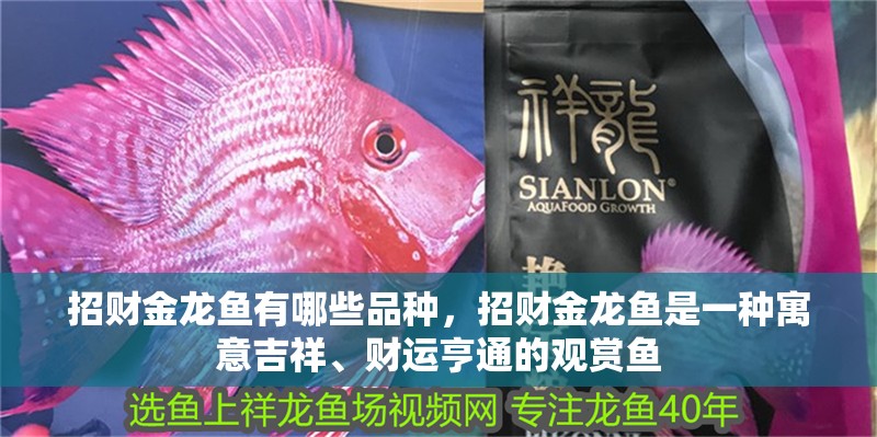 招財金龍魚有哪些品種，招財金龍魚是一種寓意吉祥、財運亨通的觀賞魚